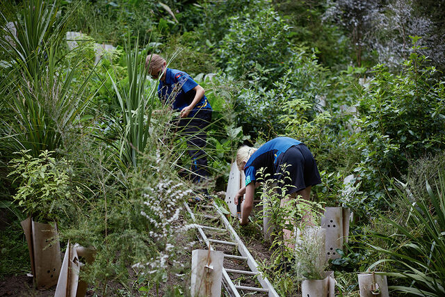 Students planting native trees on a hillside at Maeroa Intermediate.