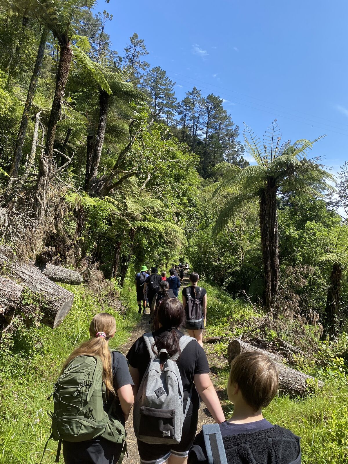 Maeroa Intermediate students hiking through a native forest trail on a sunny day.